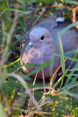 Peaceful pigeon stays on the grass