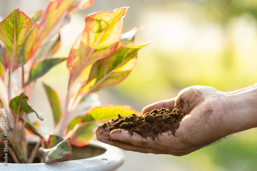 Poster Hand putting used coffee grounds as fertilizer to the plant in the potted, Reusing and Environment concept