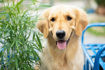 Brown dog (Golden Retriever) sitting beside the green marijuana tree