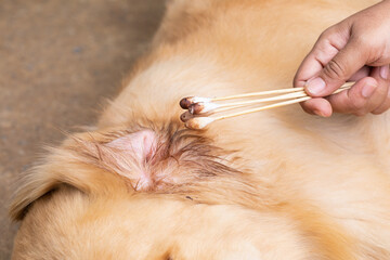 Hand holding dirty cotton bud beside a brown dog (Golden Retrievers). Ear cleaning concept