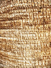 Texture of Palm Tree Trunk