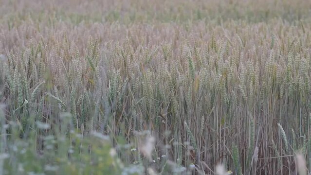 Campo de trigo, video recursos de campo de trigo, cosecha de cereal 2022. Imagen colas.
