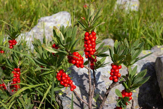 Red fruits of alpine wild flower Daphne Mezereum. Very toxic plant. Aosta valley, Cogne, Italy. Photo taken at an altitude of 2200 meters.