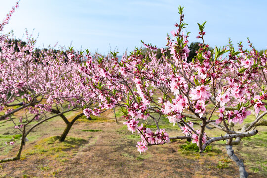 花桃の丘 の画像 2 061 件の Stock 写真 ベクターおよびビデオ Adobe Stock