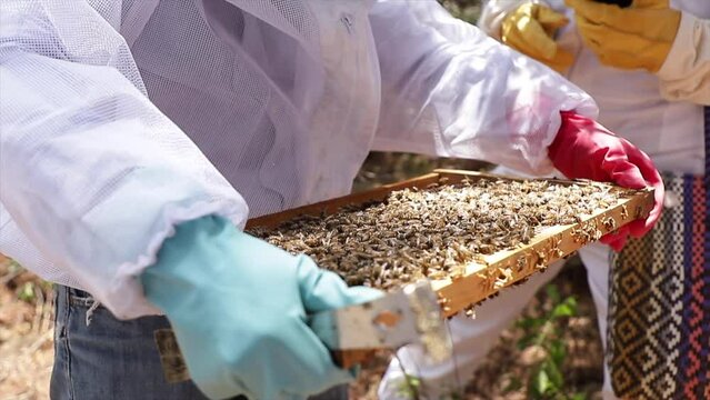 beekeeper explaining and pointing out honeycomb full of bees in a hive in close up