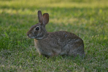 Obraz premium rabbit in the grass