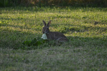 hare in the grass