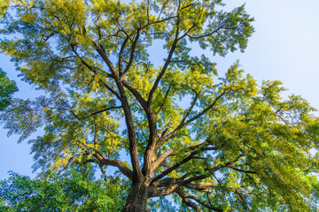 Obraz premium Panshan Mountain Scenery in Tianjin, China