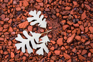 autumn leaves on the ground