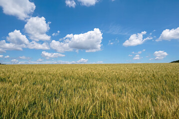 Wheat field with clouds and blue sky. The field is on a rural farm in the USA. It is a grass widely cultivated for its seed, a cereal grain which is a worldwide staple food.
