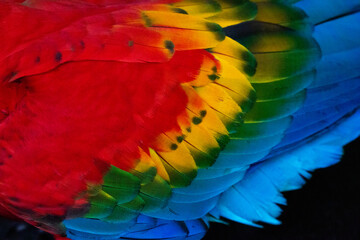 macaw feathers close up in peruvian amazon © Miguel