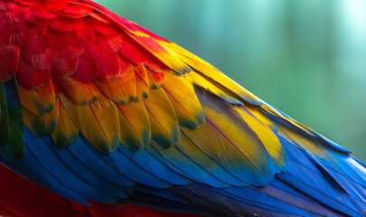 beautiful scarlet macaw in rainforest
