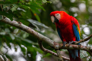 beautiful scarlet macaw in rainforest