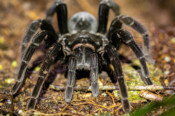 tarantula in peruvian rainforest