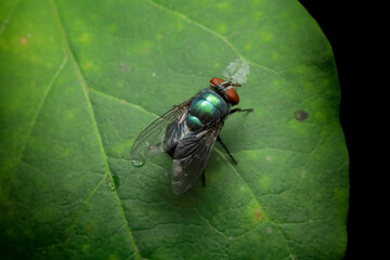 fly on green leaf