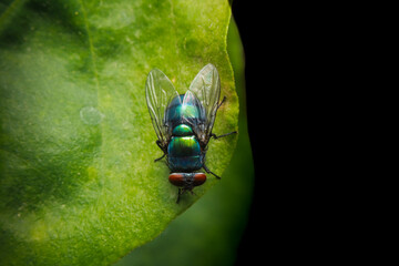 fly on green leaf