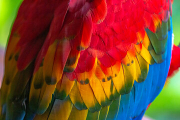 close up of macaw feathers in peru tambopata - obrazy, fototapety, plakaty