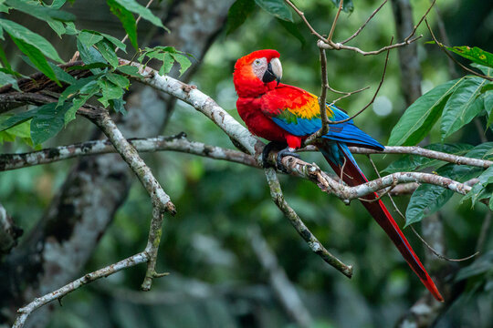 colourful scarlet macaw sitting on branch looking at camera with green background