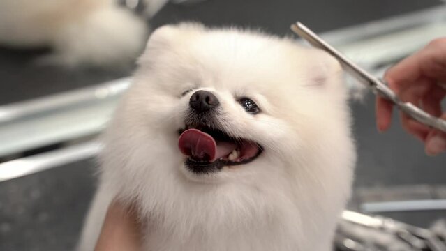 Smiling cute Pomeranian dog being groomed in groomer studio, filmed in close up. Video clip of specialist taking care of cute little white fluffy dog. Pet grooming salon concept. 4k footage