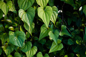 Texture of wild yam leaves 3