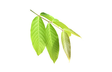 Isolated young top leaves of Queen Crepe Myrtle with clipping paths.