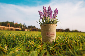 Lavender in pot on the grass in the garden