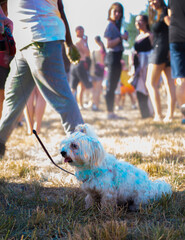 Pies obrzucony kolorowym proszkiem podczas zabawy na festiwalu kolorów w krakowie