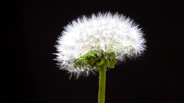 white dandelion on black background