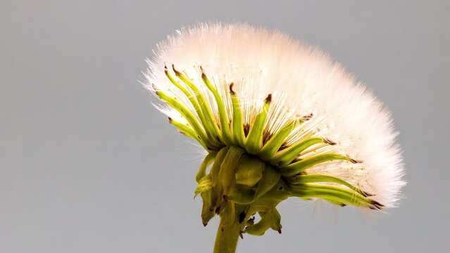 close up of a white dandelion