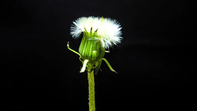 dandelion on black