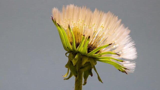 close up of a white dandelion