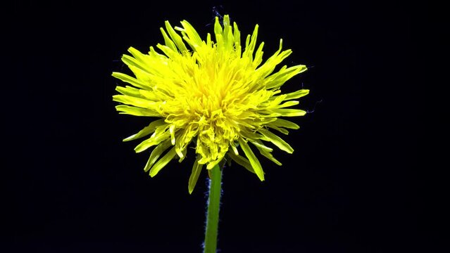 dandelion on black