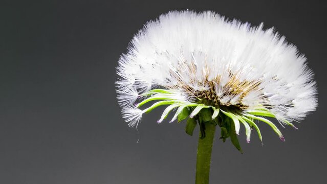 dandelion on black background