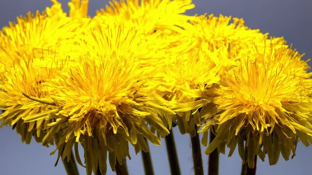 yellow dandelion flower