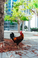 rooster miami usa florida building street downtown  © Alberto GV PHOTOGRAP