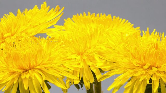 yellow dandelion flowers