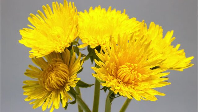  yellow dandelion