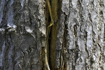 The texture of the old tree