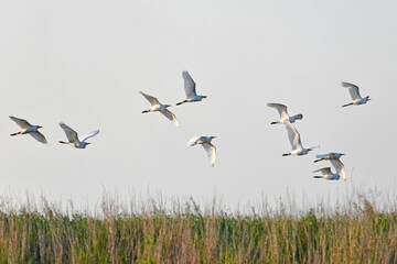 Flock of white egret birds flying above the reeds of a central Florida swamp