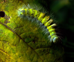 caterpillar on leaf