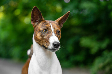 Portrait dog of a red basenji standing in a summer forest looking away. take a walk with puppy Basenji Kongo Terrier Dog.