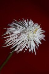 White flower blossoming close up botanical background clematis viticella family ranunculaceae big size high quality print