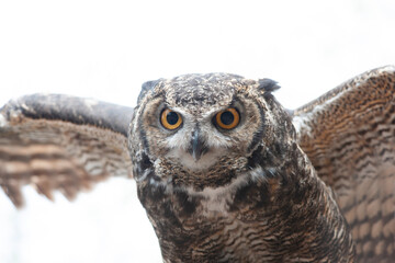 Great Horned Owl wings spread 