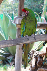 Single parrot standing on a stick