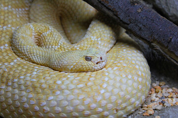 Yellow Rattle Snake close up