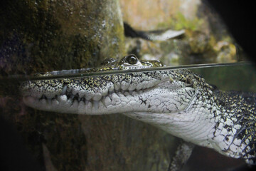Alligator on side view under the water