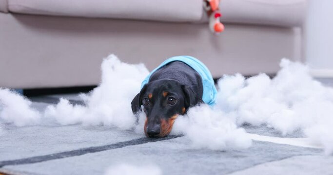 Dachshund dog lies on floor with scattered stuffing from torn toys in living room. Naughty pet dressed in blue t-shirt creates mess at home closeup