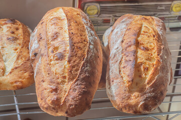 Italian bread with cheese in its pasta and natural fermentation