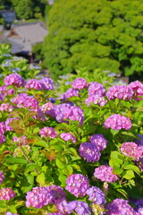 紫陽花