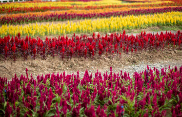 Photo of  colorful Cockscomb Flower Field